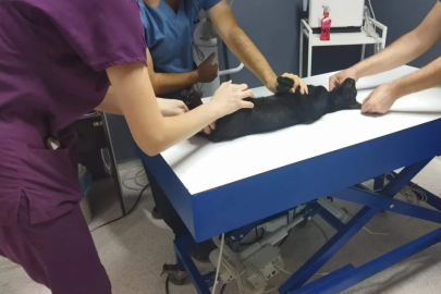 Sokak kedisini tüfekle öldüren şüpheliye 5 ay hapis