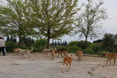 Aydın'da sokak köpeği sorunu devam ediyor