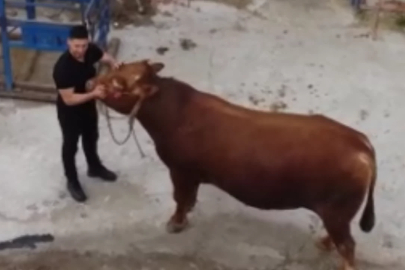 Bir ton 140 kilogramlık kurbanlık dana bakın ne kadara satıldı!