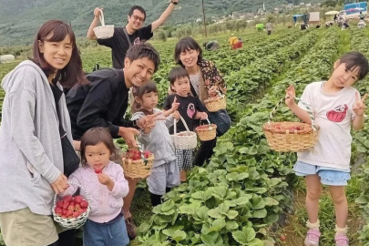 Orhangazi'de turların düzenlendiği bu tarladan çilek yemek ücretsiz olacak!
