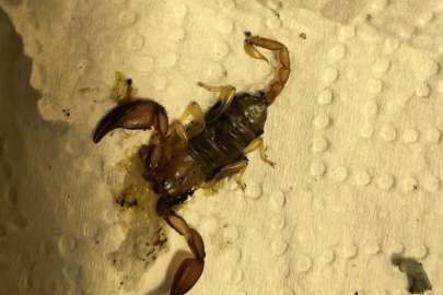 Bursa'da kadını evinde akrep soktu! Fenalaşarak hastaneye kaldırıldı...