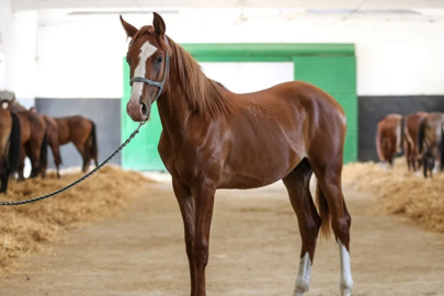 Bursa'da milyonluk tay satışları için geri sayım başladı!