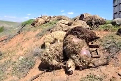 Malatya'da tır devrildi: 2 yaralı, 80 koyun telef