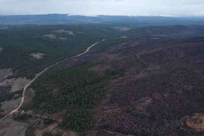 Bursa'da tarihin en büyük orman yangınında yaralar sarılıyor
