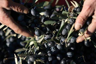 Bursa'daki kongrede açıklandı! İşte bir kilo zeytin için harcanan su miktarı...