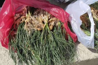 Doğal hazine! Bulan köşeyi dönüyor, kilosu 15 bin TL'den satılıyor