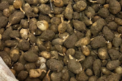 Nesli tehlike altındaki bitkinin yumrularını söken kişiye yarım milyonluk ceza