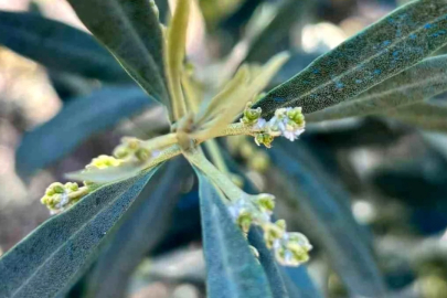 Salihli'de zeytin üreticilerine "Zeytin Pamuklu Biti" uyarısı