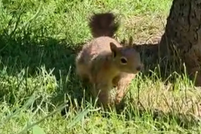 Bursa'da günün en tatlı karesi! Botanik Park'ın sevimli sakini iş başında