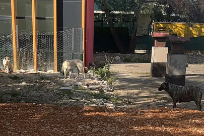 Bursa'da veliler diken üstünde! Çocuklar korkudan caddeye fırlıyor