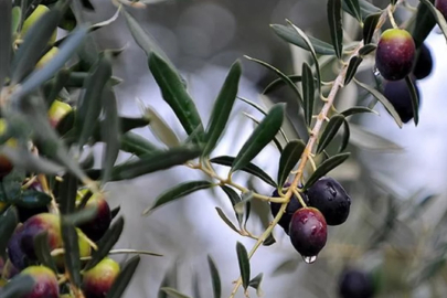 Bursa'da Ziraat Odası'ndan sert çıkış: "Fatura zeytine kesilemez"