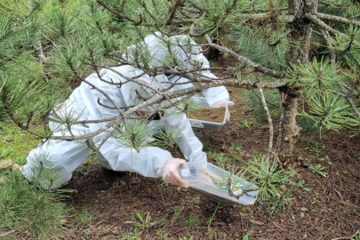 Bursa ormanlarında biyolojik mücadele başladı! "Terminatör böcekler" doğaya salındı