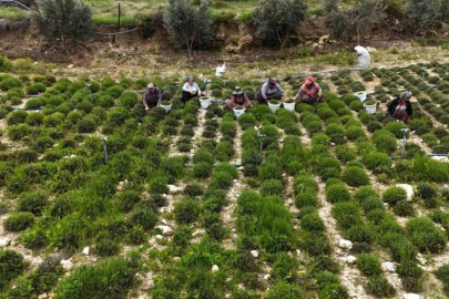 Hatay'dan Bursa'ya şifa yolculuğu! Kilosu 400 TL...