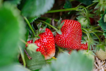 İstanbul’da yerin 30 metre altında çilek üretimi başlıyor