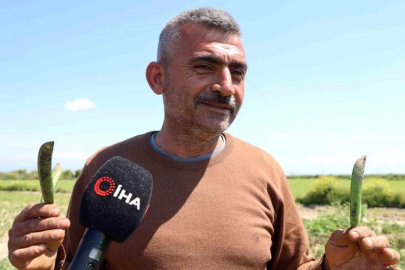 Kozan bezelyesi görünümüyle Karadeniz hamsisine benzetildi