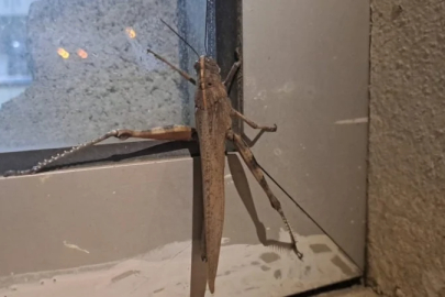 Diyarbakır'da görüntülenen dev çekirge şaşkınlık yarattı