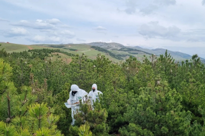 Ormanları kurtaracak operasyon başladı! Bursa'da terminatör böcekler iş başında