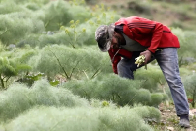 3000 metre rakımda yetişiyor! Kilosu tam 300 lira