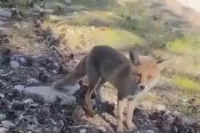 Bursa'da şaşırtan görüntüler!