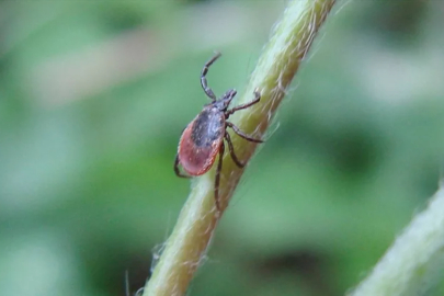 Bursa dahil birkaç ilde yoğunlaştı! Dikkat ölümle sonuçlanıyor...