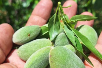 Çağla, üreticisinin yüzünü güldürdü