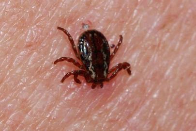 Kene kabusu geri döndü! Bir genç hayatını kaybetti