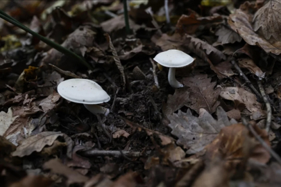 Mantar ararken hayatının şokunu yaşadı! 'Bırakıp kaçtım'