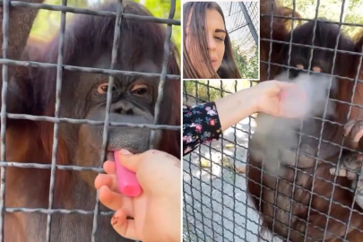 Nesli tükenmekte olan orangutana elektronik sigara içiren sporcu büyük tepki çekti
