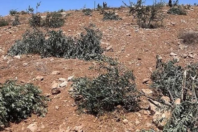 Ramallah'ta zeytinliklere saldırı: 200 ağaç söküldü