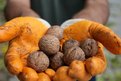 Ceviz üreticilerine antraknoz uyarısı