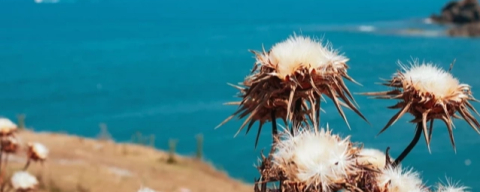 Mayıs-Temmuz sıcaklık şoku