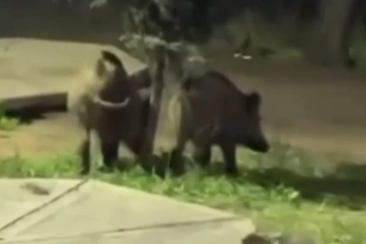 Bursa'da davetsiz misafirler piknik alanına indi!