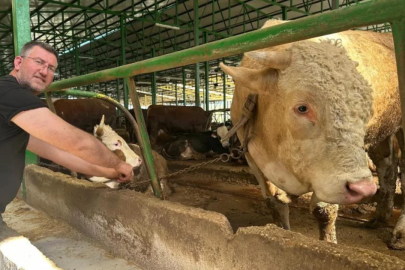 Bursa'da tüm ezberleri bozan kurbanlık! Heybeti dağ gibi ama fiyatı şaşırttı...