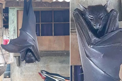 Görenleri dehşete düşürdü! Uzmanların açıklaması şaşkınlık yarattı