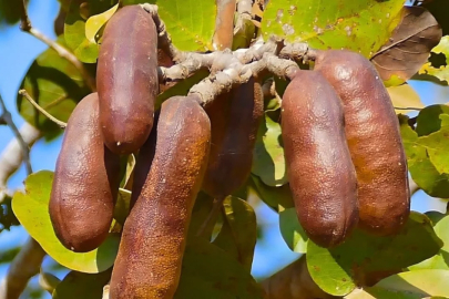 'Kokuşmuş parmak' lakaplı meyve kolesterolden enfeksiyona, her derde deva