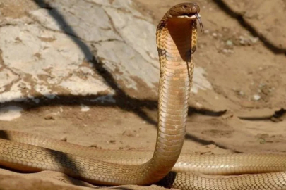 Lüks tatil kabusa döndü! Gösteri sırasında pantolonuna giren kobra turisti öldürdü