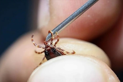 Türkiye'de kene alarmı! 2 kişiye daha tanı kondu