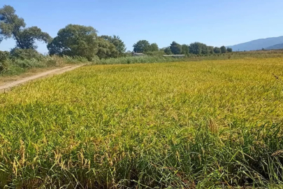 Çeltikte sezon başladı, yasak kalkmadı! Bursalı üretici tepkili...