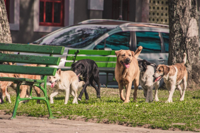 Valilikten sokak hayvanları iddialarına yanıt: Geri adım yok