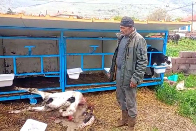 Başıboş köpekler buzağıyı parçaladı