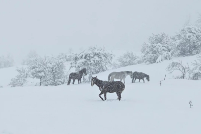 Bolu'da yılkı atları karlar altında görüntülendi