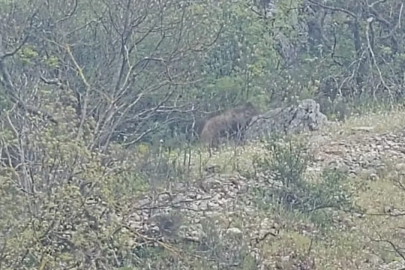 Bursa'da yol kenarında görüldü!