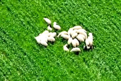 Kaybolan koyun sürüsü tarlanın ortasında dronla bulundu
