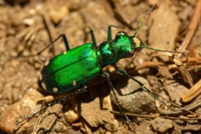 Bu böceğe yaklaşmayın