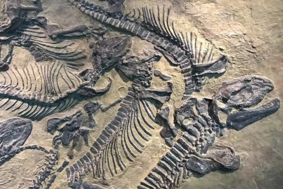 Tayland'da ilginç keşif! Yeni bir dinozor türüne ait kalıntılar bulundu