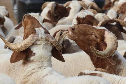 Kurban kesmek zorunlu mu, kimlere vaciptir?