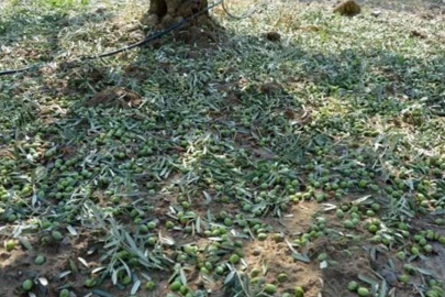 Bursa'da zeytin tarlalarını dolu vurdu! Çiçek öncesi tehlike teğet geçti..