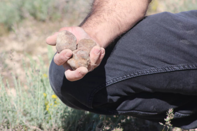 Toprağın altındaki servet! "Dolaman Kurdu" lakaplı avcı bir günde 150 kilo topladı