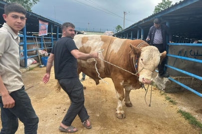 Bursa'da kurban pazarının yıldızı! 1 ton 200 kiloluk dev tosun...
