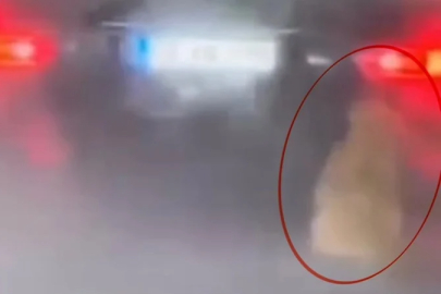 Samsun'da köpeği kamyonetin arkasında sürükleyen şahıs gözaltına alındı